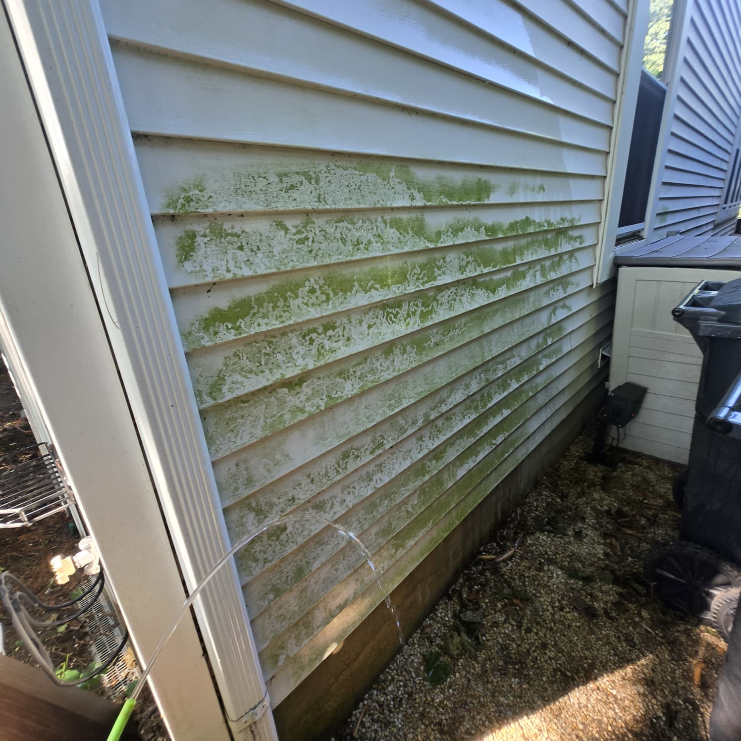 Siding covered in algae before power washing